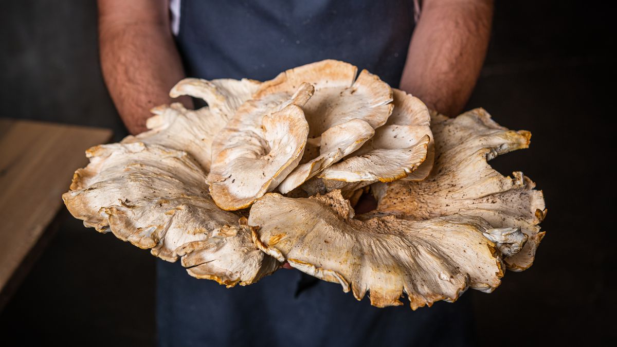 Oyster Oyster chef Rob Rubba shows off a fresh batch of mushrooms