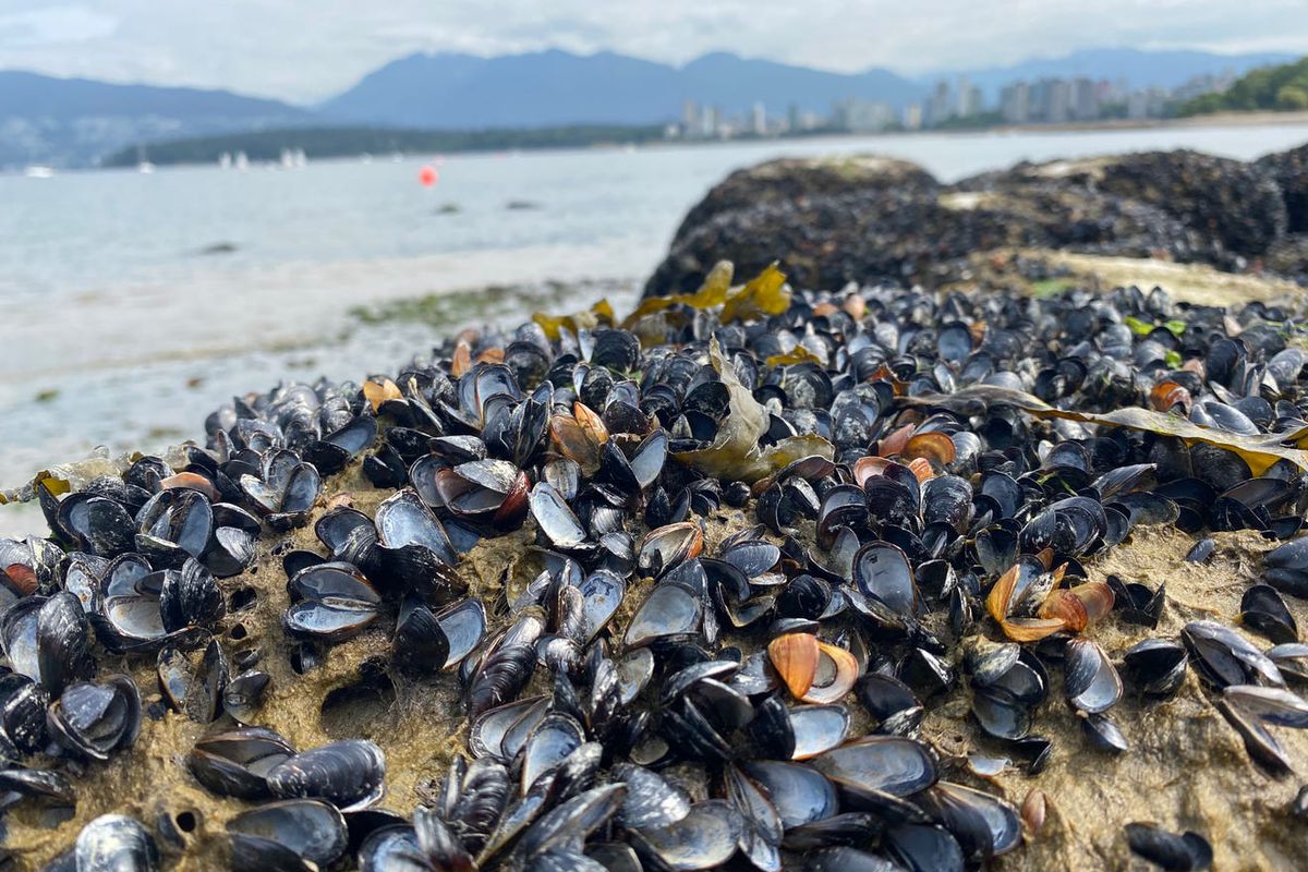 A bed of mussels cooked alive by extreme heat on the shoreline in Vancouver, British Columbia. Their shells are popped open, and their innards are dried out and picked over by scavengers. 