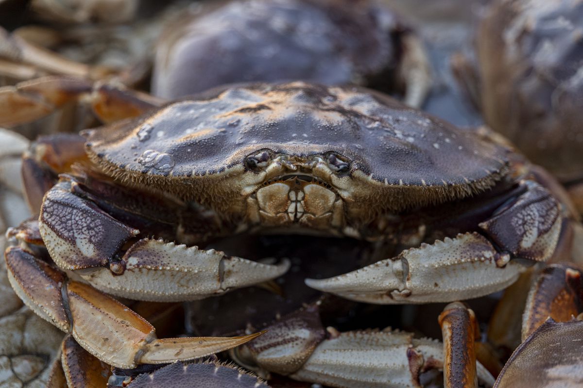 Dungeness Crabs Arrive In San Francisco After Delayed Start To Fishing Season