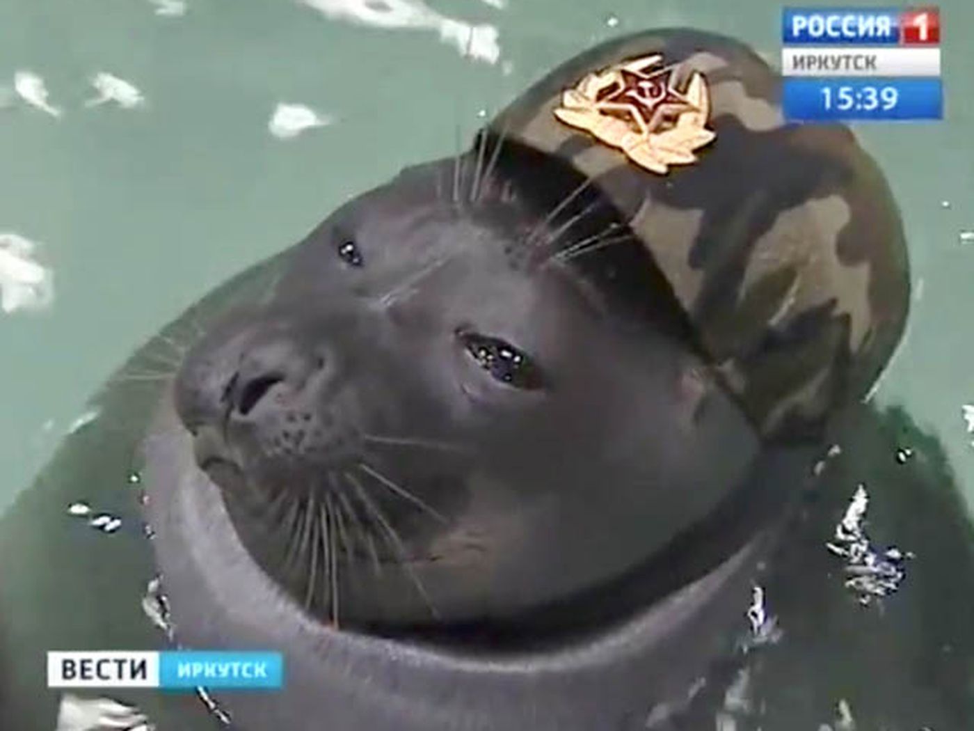 These two Russian seals are the most patriotic animals on Earth -  