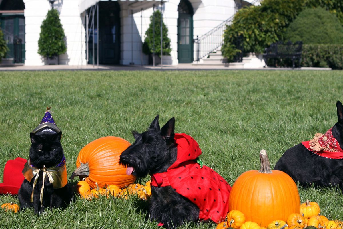 White House Pets Celebrate Halloween