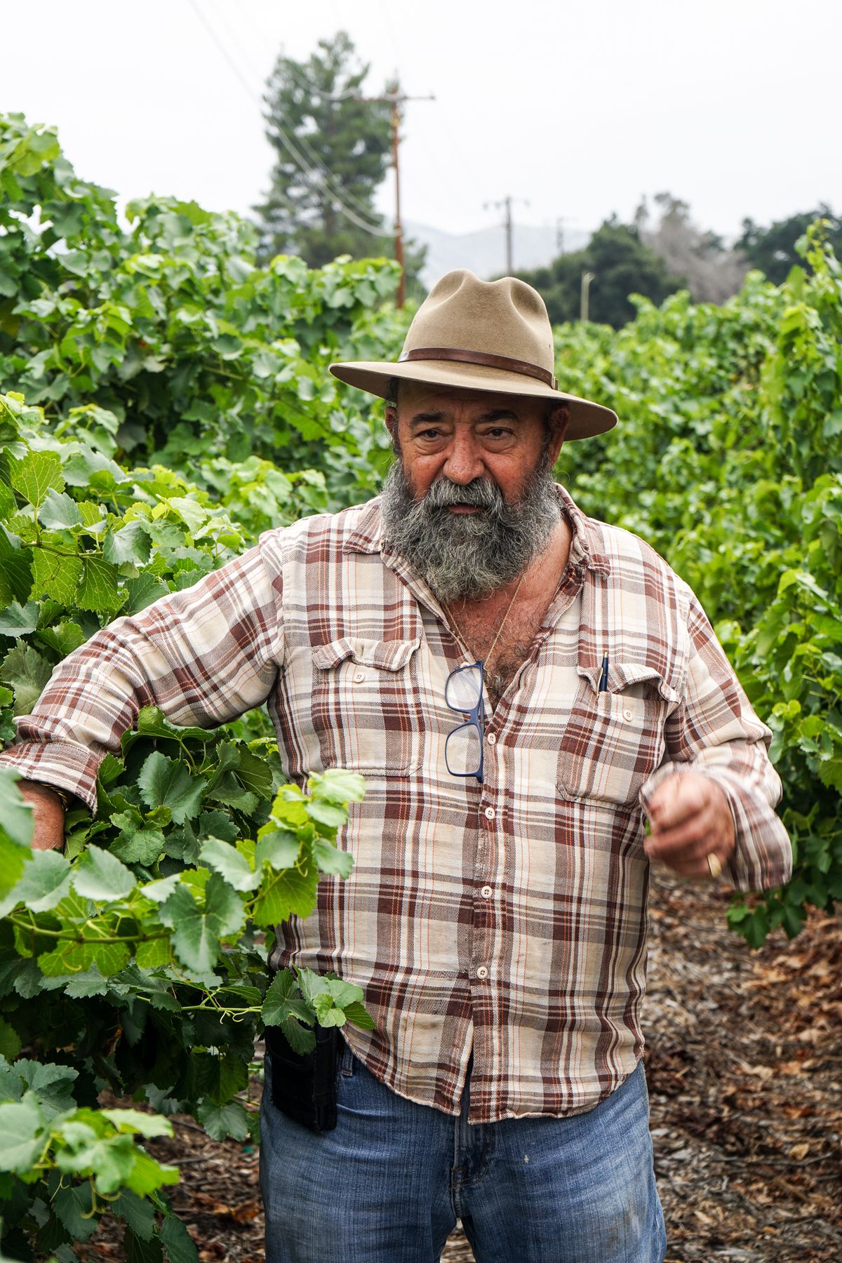 A man with large grey beard and hat walks between grape leaves on a cloudy day.