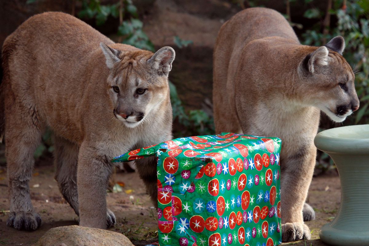 Cougar Cubs Celebrate The Holiday Season