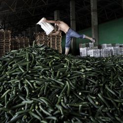 <a href="http://www.buzzfeed.com/donnad/mass-cucumber-culling-underway-in-europe" rel="nofollow">Vadim Ghirda / AP</a>