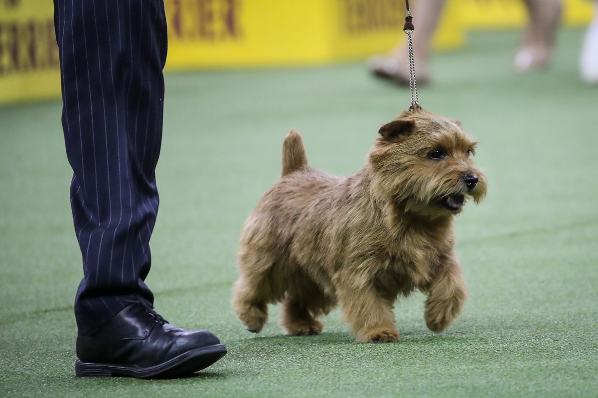 Annual Westminster Dog Show Takes Place In New York City