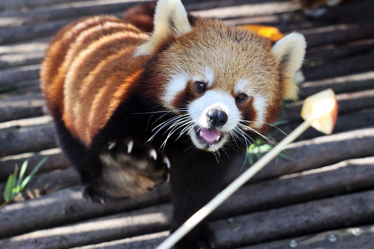 International Red Panda Day Marked In Nantong