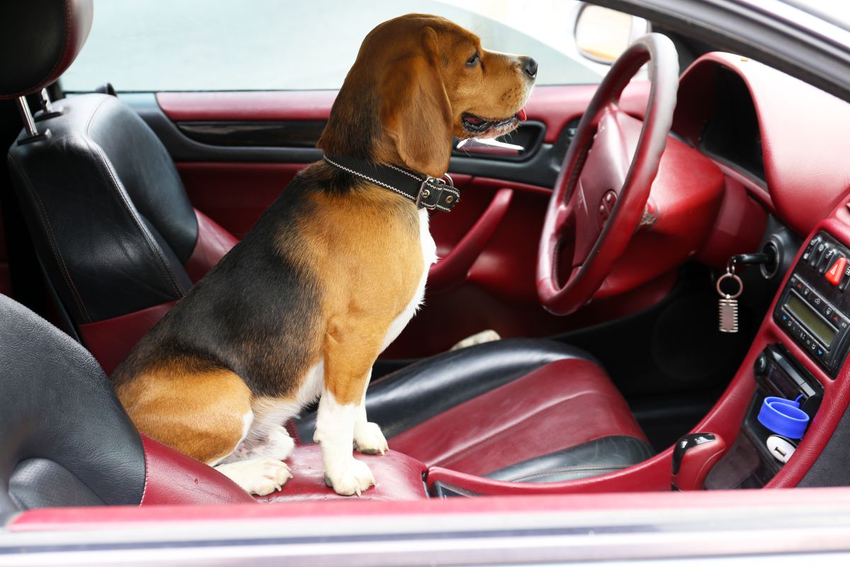 This beagle literally has no idea what to do now that he has landed in the driver's seat. Arf. (Shutterstock)