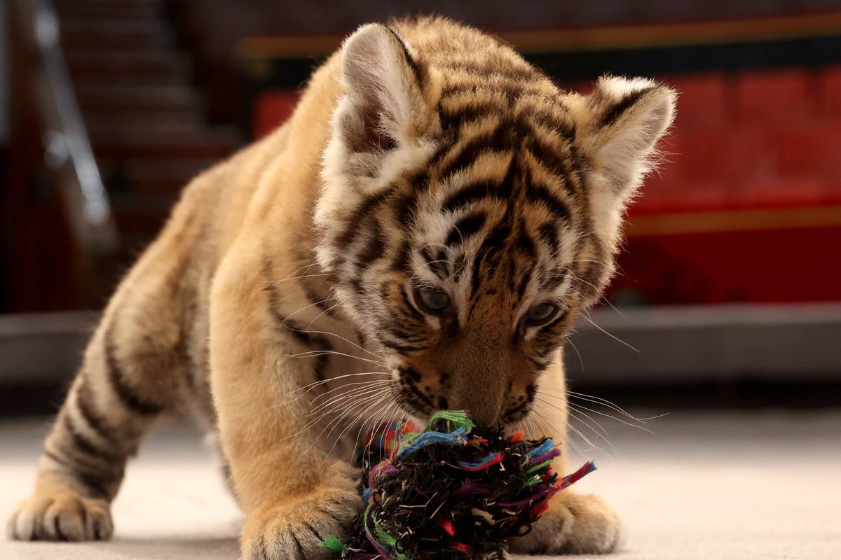 Four tiger cubs born at Bryansk State Circus