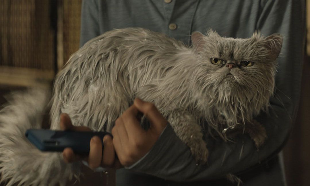 A grey Persian cat, rendered in CG with a sour expression on its face and its fur wet, lies sullenly in someone’s arms in Lyle, Lyle, Crocodile