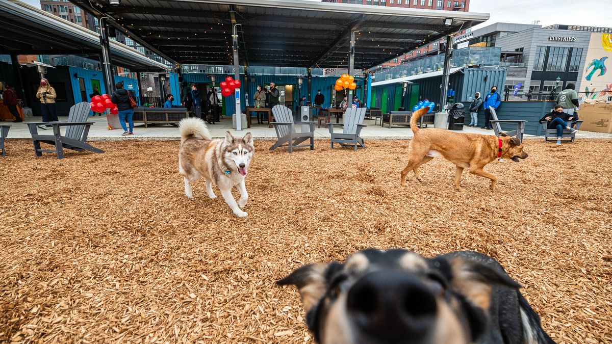 Dogs play on mulch while their owners drink draft beers at Bark Social