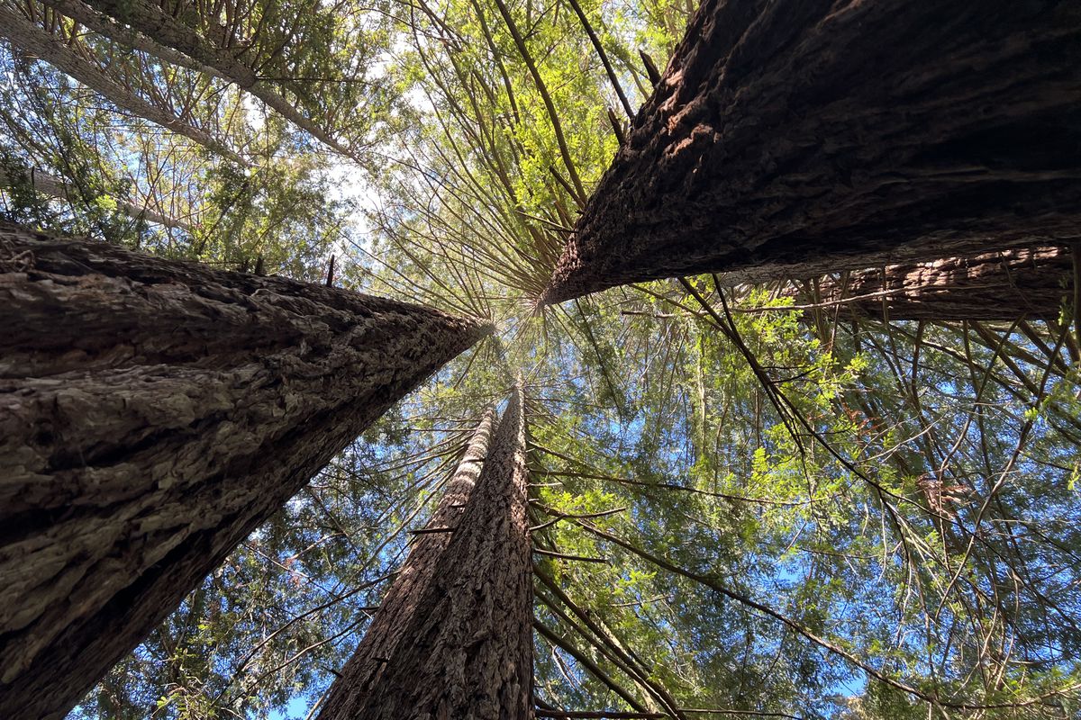 Redwoods Regional Park