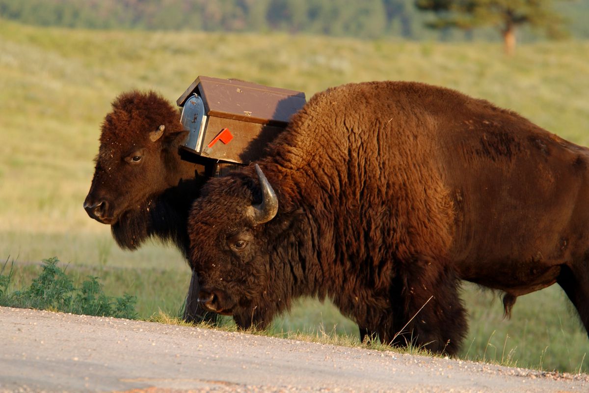Bison roam the Black Hills of South Dakota