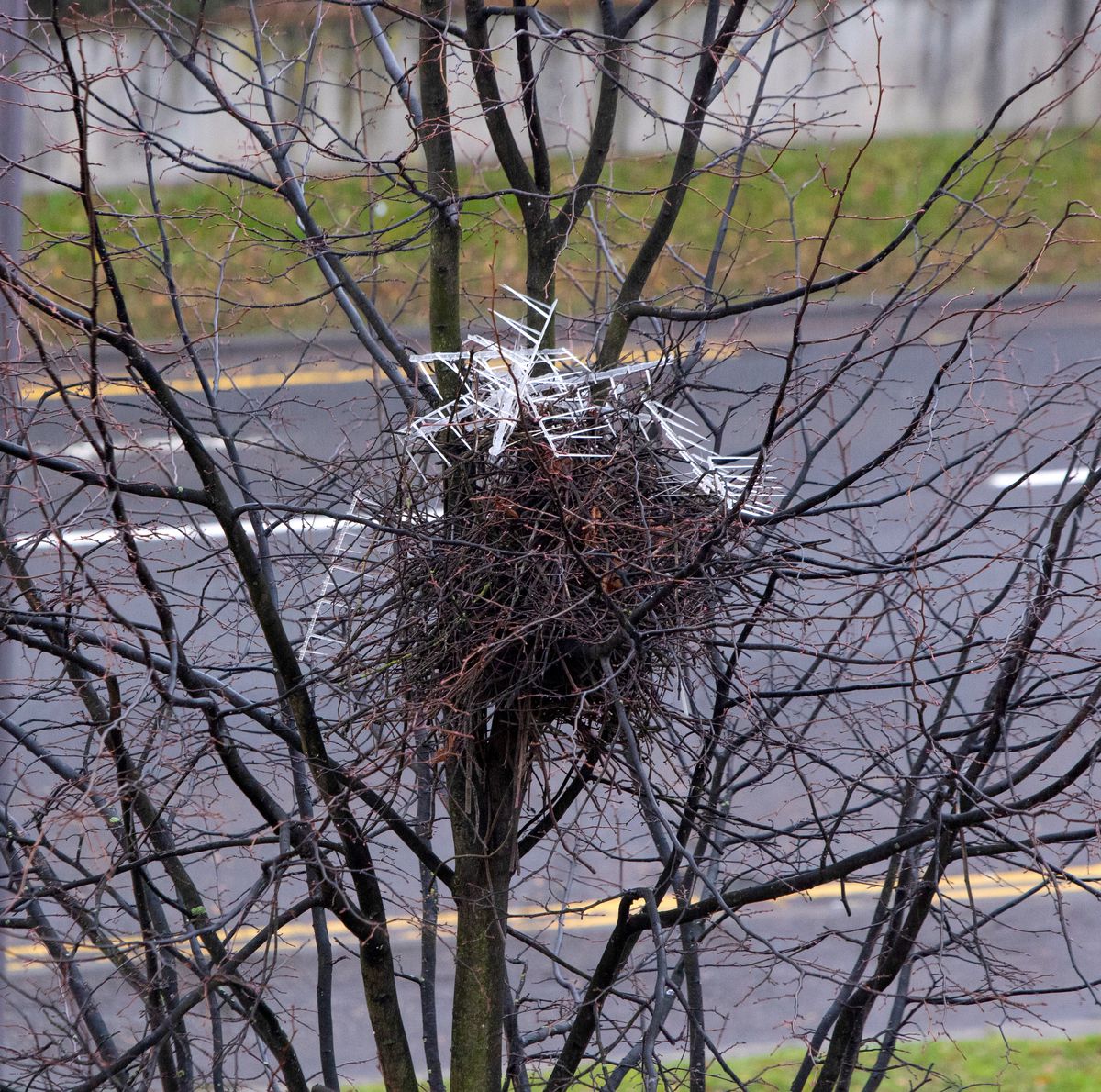 A nest from Scotland shows how urban magpies are using anti-bird spikes to construct a roof meant to protect their young and eggs from predators.