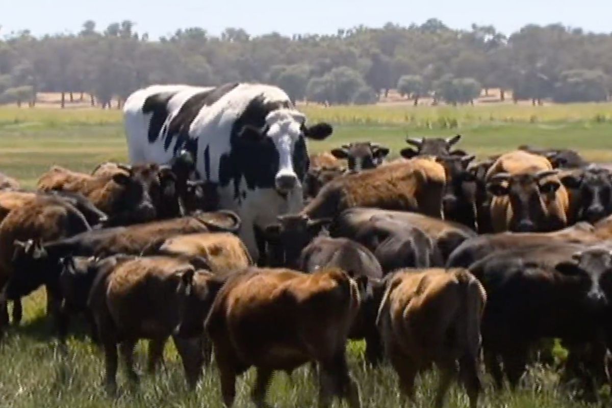 Knickers the steer towering over you wagyu cows