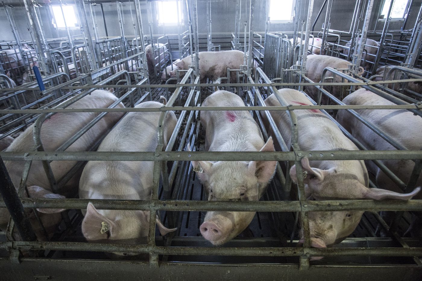 The worst horrors of factory farming could soon be phased out in Europe -  Vox