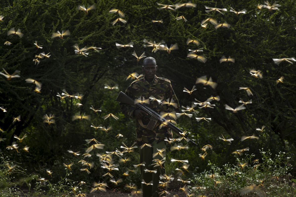 FILE - In this Saturday, Feb. 1, 2020 file photo, ranger Gabriel Lesoipa is surrounded by desert locusts as he and a ground team relay the coordinates of the swarm to a plane spraying pesticides, in Nasuulu Conservancy, northern Kenya. A supercomputer is boosting efforts in East Africa to control a locust outbreak that raises what the U.N. food agency calls “an unprecedented threat” to the region’s food security. (AP Photo/Ben Curtis, File)