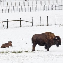 A bison cow and calf in Peoa, Summit County, on Tuesday, April 2, 2013. Early morning 48-hour storm totals logged by the National Weather Service in Salt Lake City show the Park City summit gained 12 inches of snow, Brighton crest received 13 inches and Solitude got 11 inches.