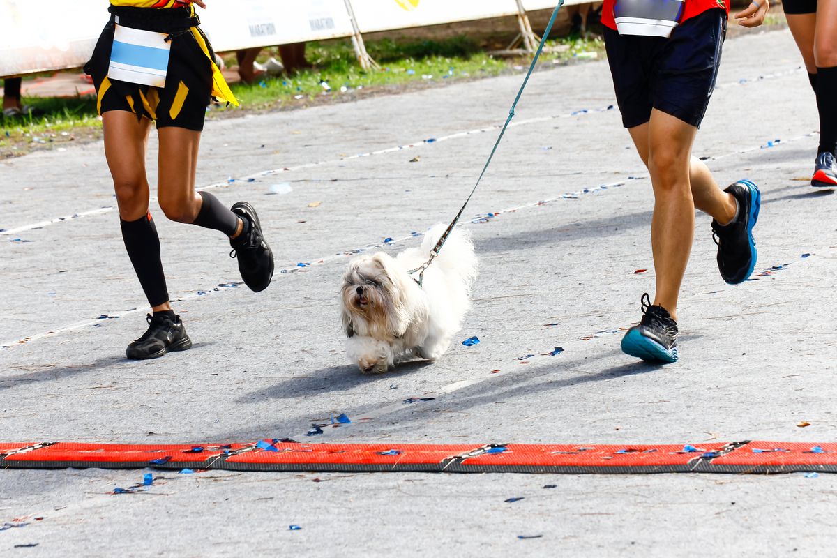 Legs of three runners on street. One has a small white fluffy dog on a leash running in front of them.