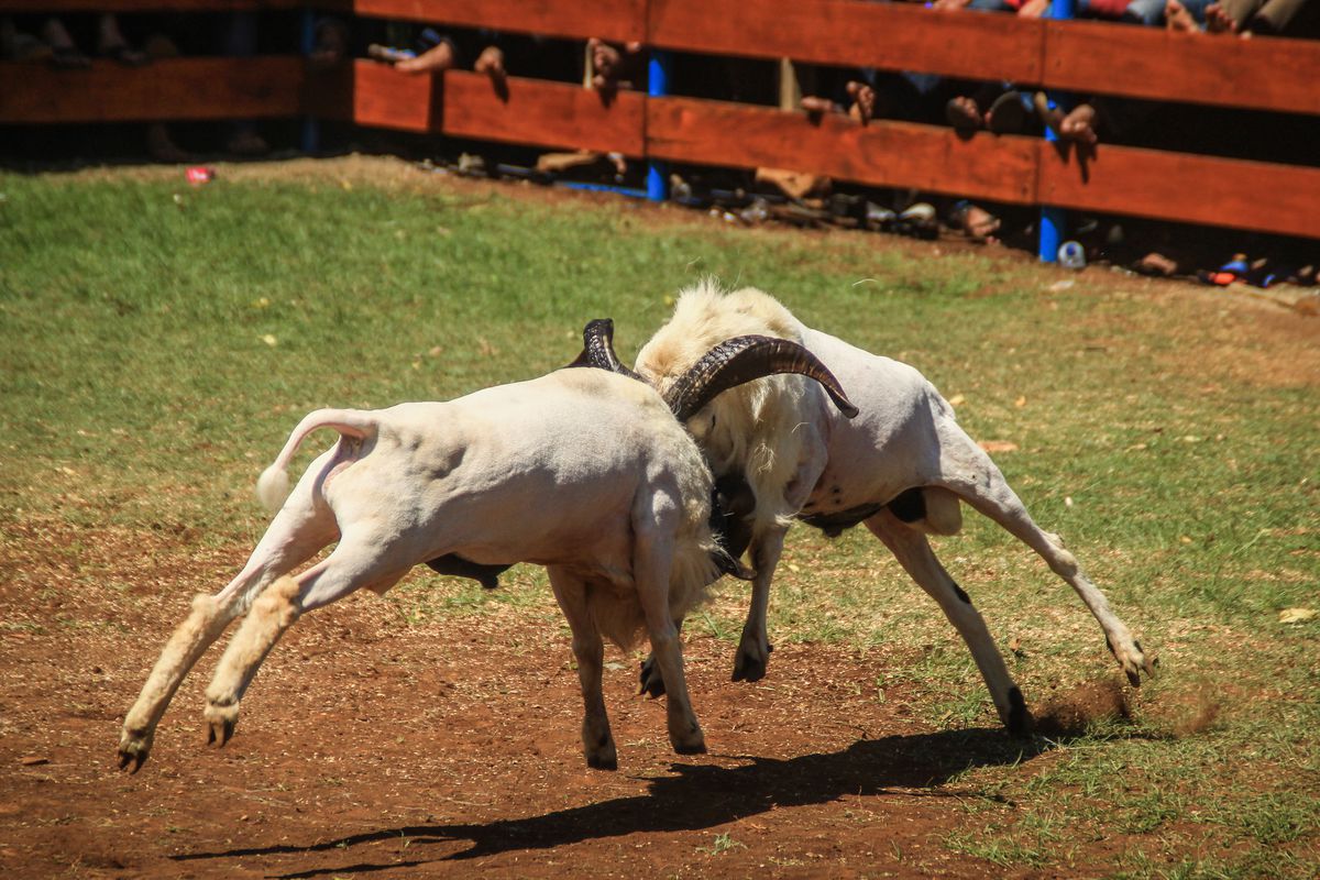 Garut sheep in action during the competition. In Garut...