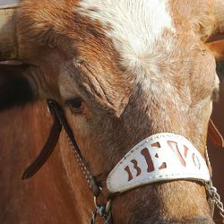 The University of Texas' mascot "BEVO" waits in a corner of the field Saturday, Sept. 6, 2014, in Austin, Texas.