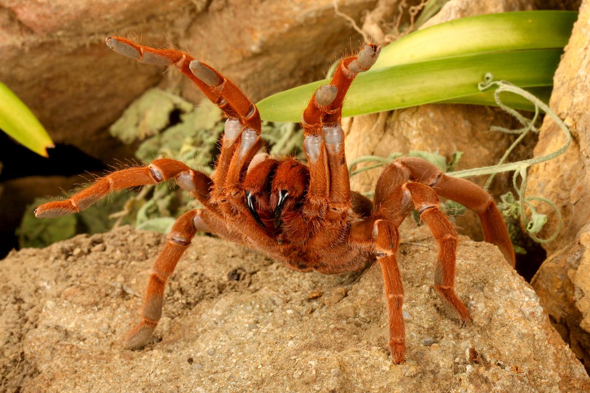 A rust-colored king baboon tarantula stands on a rock with its pedipalps and two legs raised above its head.
