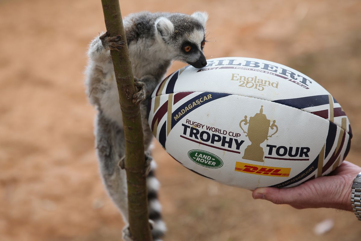 The kittens have clearly lost their mojo. So, let's try a lemur. With a rugby ball. 