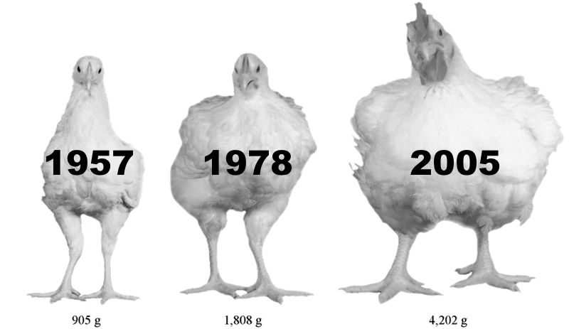 genetically modified chicken