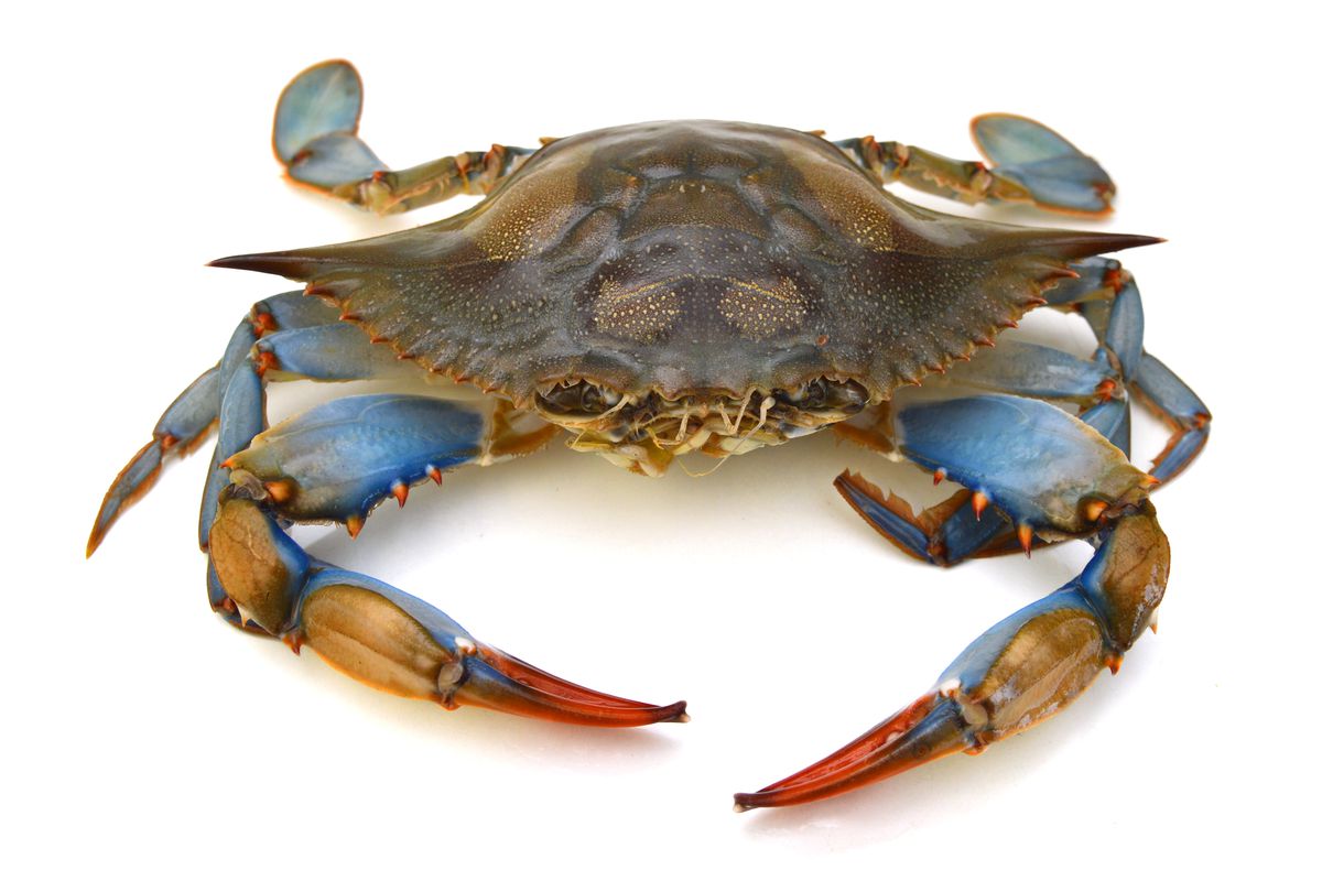 A Chesapeake Bay blue crab on a white background. 