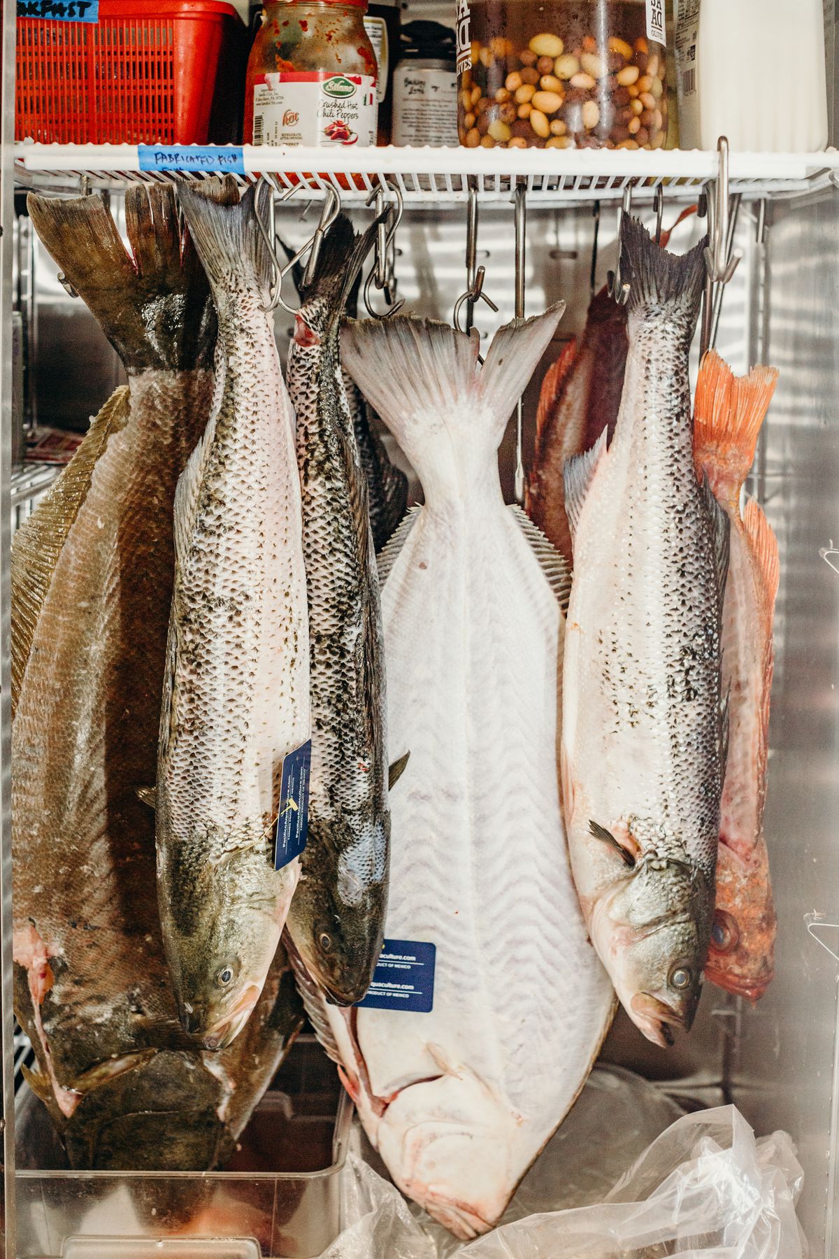 Various fish hang inside a refrigerator.