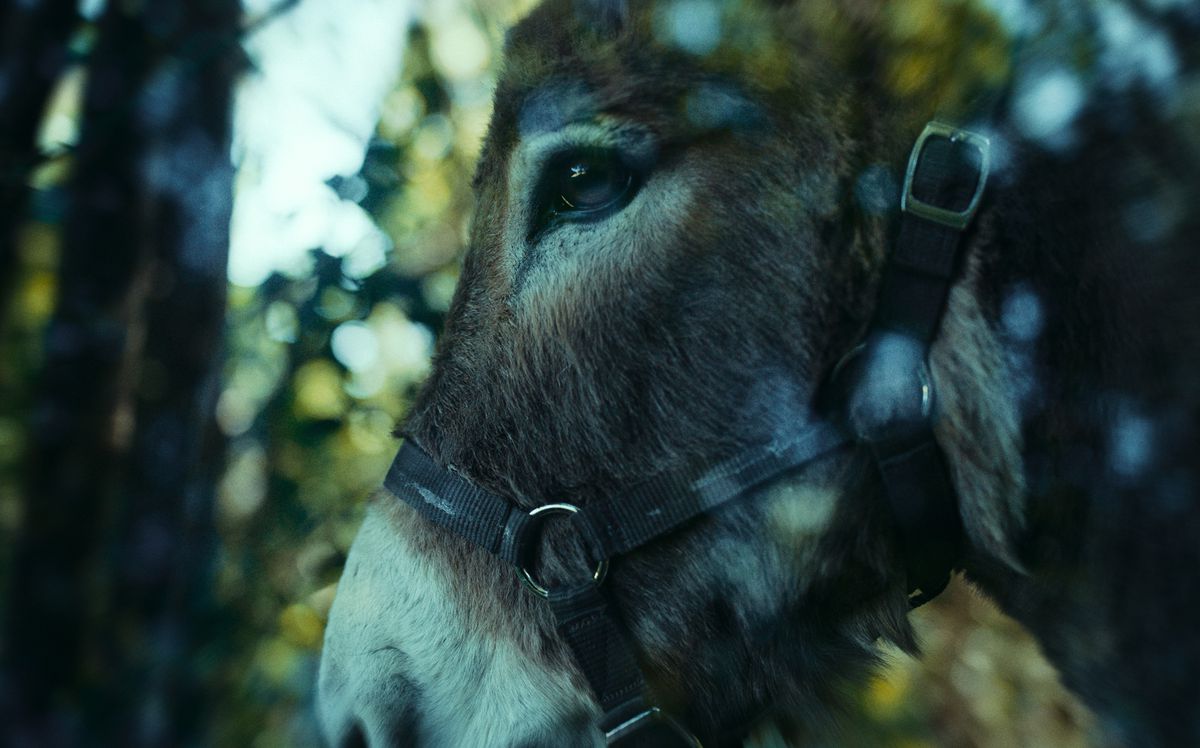 EO, a plaintive donkey wandering around Europe looking for his trainer, is seen in a side-on extreme closeup in a shot from EO