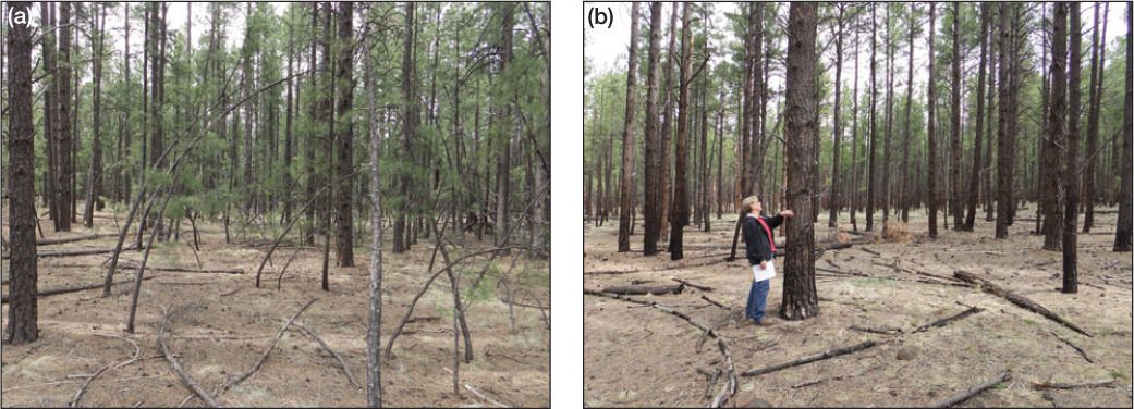 A comparison of ponderosa pine forests with and without prescribed burns. 