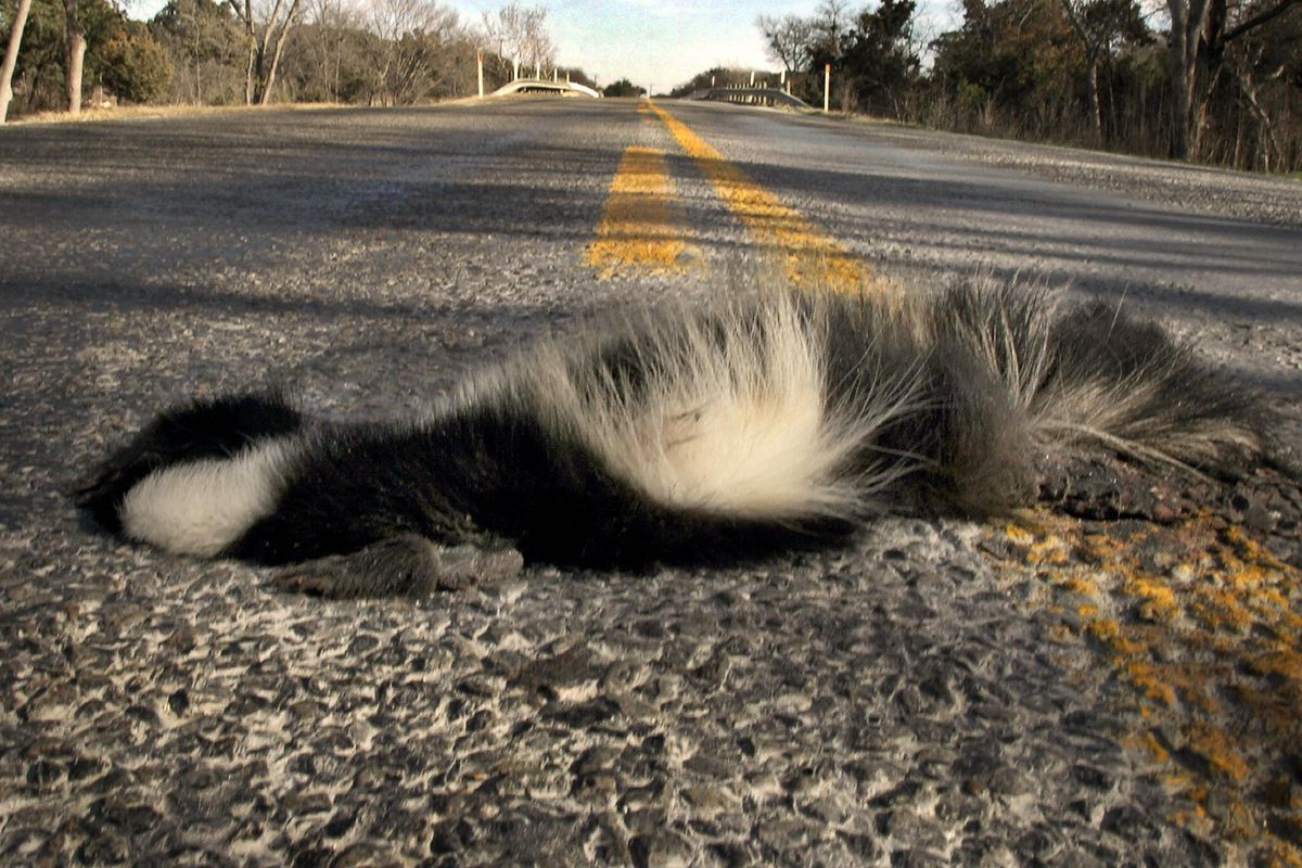 A dead skunk is flattened in the middle
