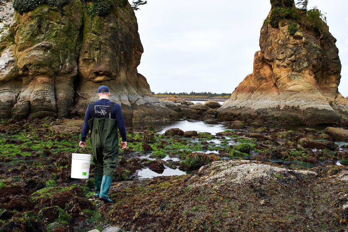 Chef Jacob Harth walks on the Oregon coastline wearing waders and holding a bucket
