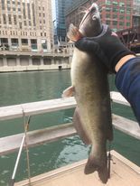 Chicago River catfish.