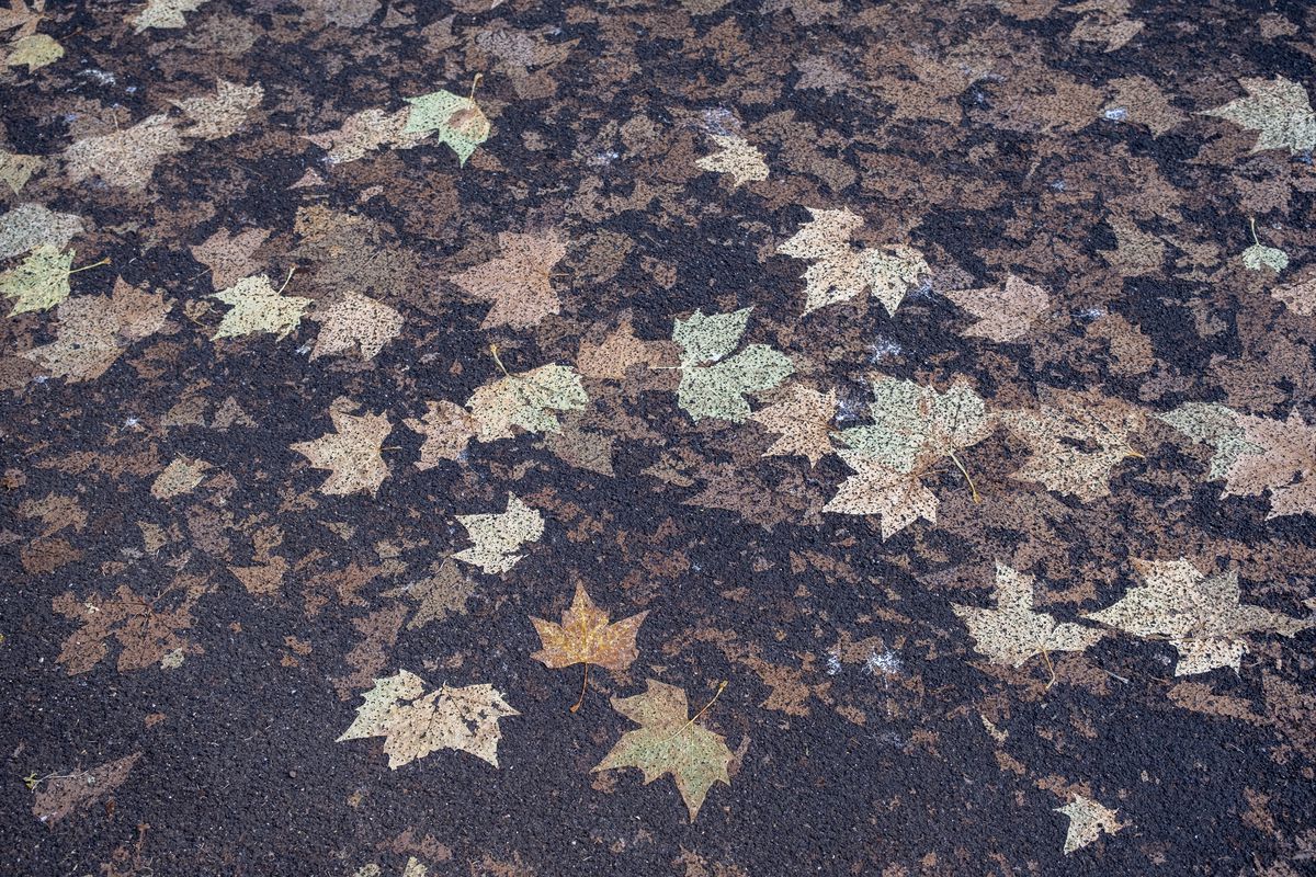 Flattened Autumn Leaves In London