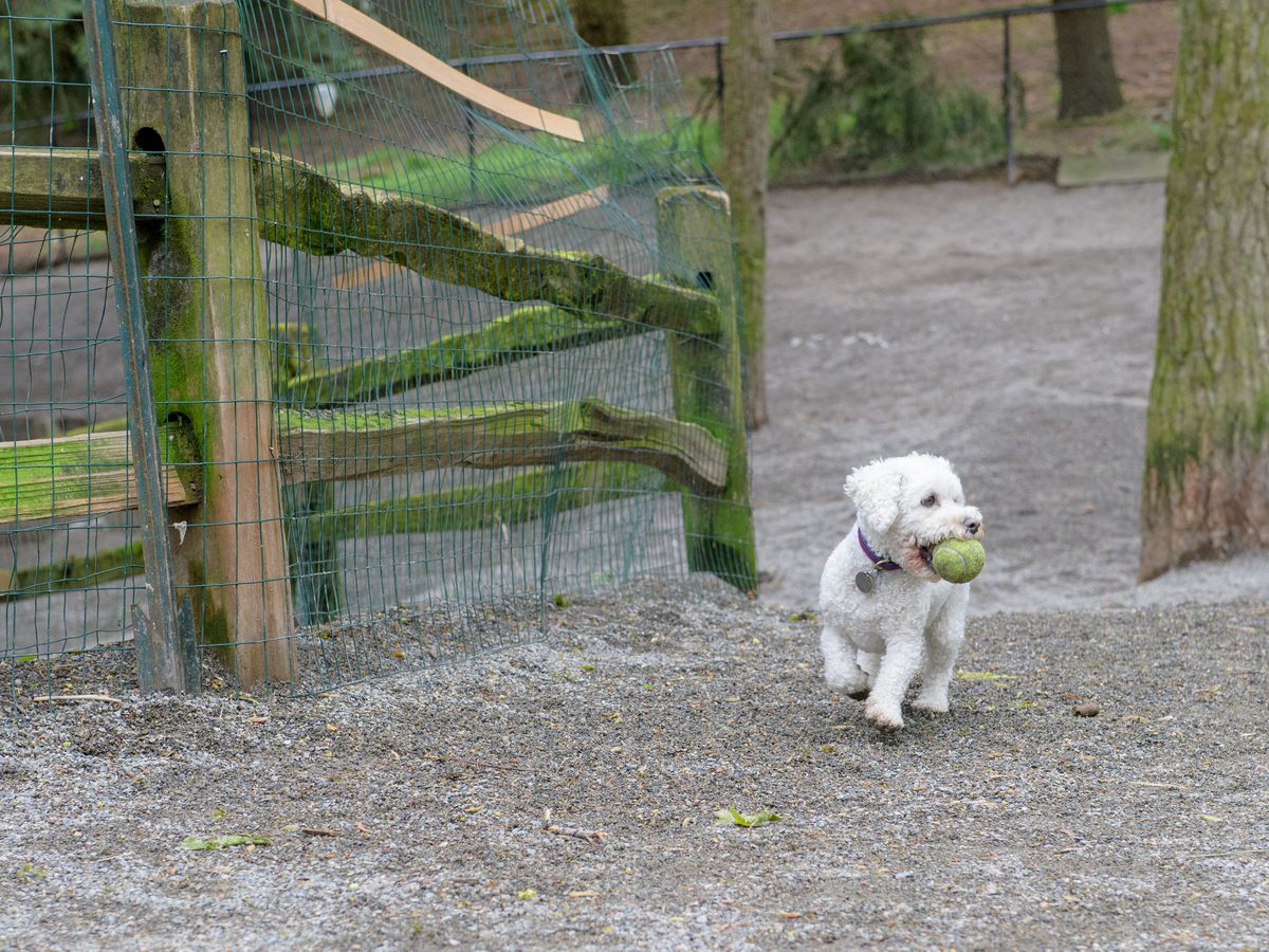 A small, white, floofy dog runs on rocky/sandy ground with a tennis ball in its mouth. There’s a wooden fence on one side and a tree trunk on the other.