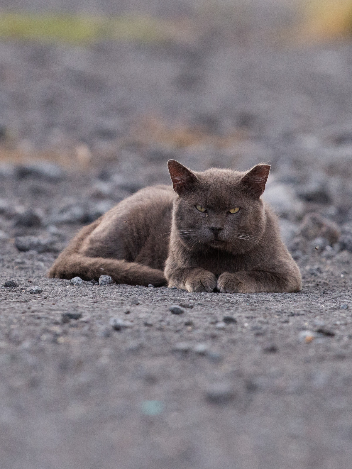 A gray cat lies down on gravelly pavement.