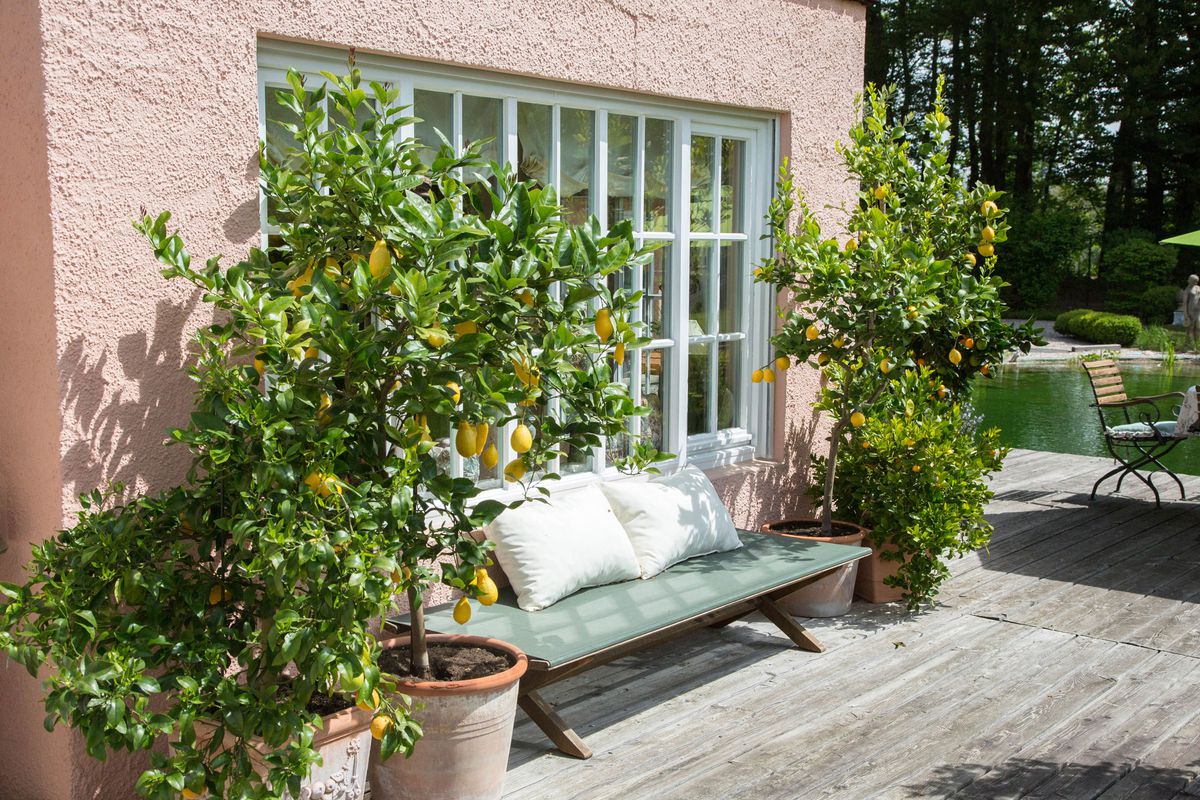 two lemon trees in front of a window of a home surrounding a couch