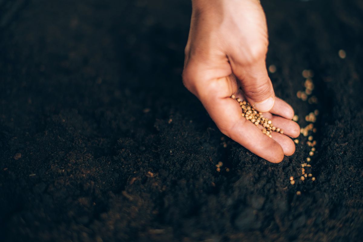 Close-up of a hand sprinkling seeds onto the dirt.