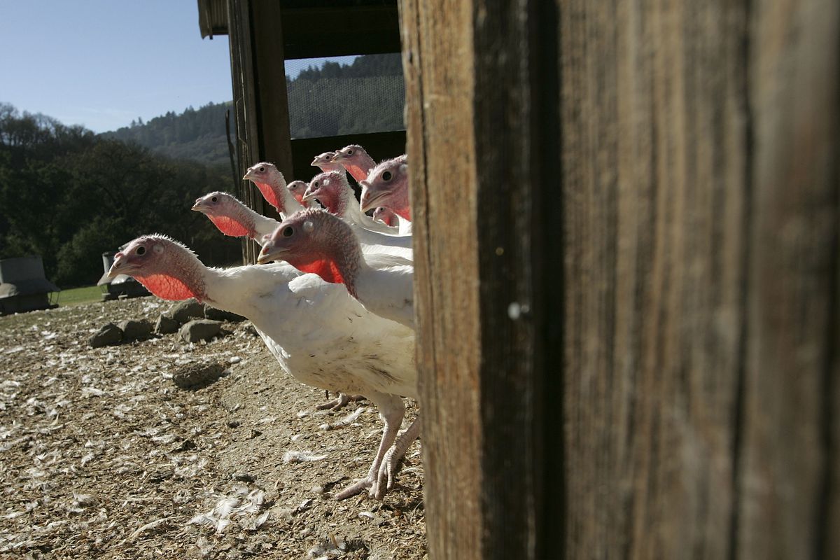 Turkey Farms Prepare For Thanksgiving
