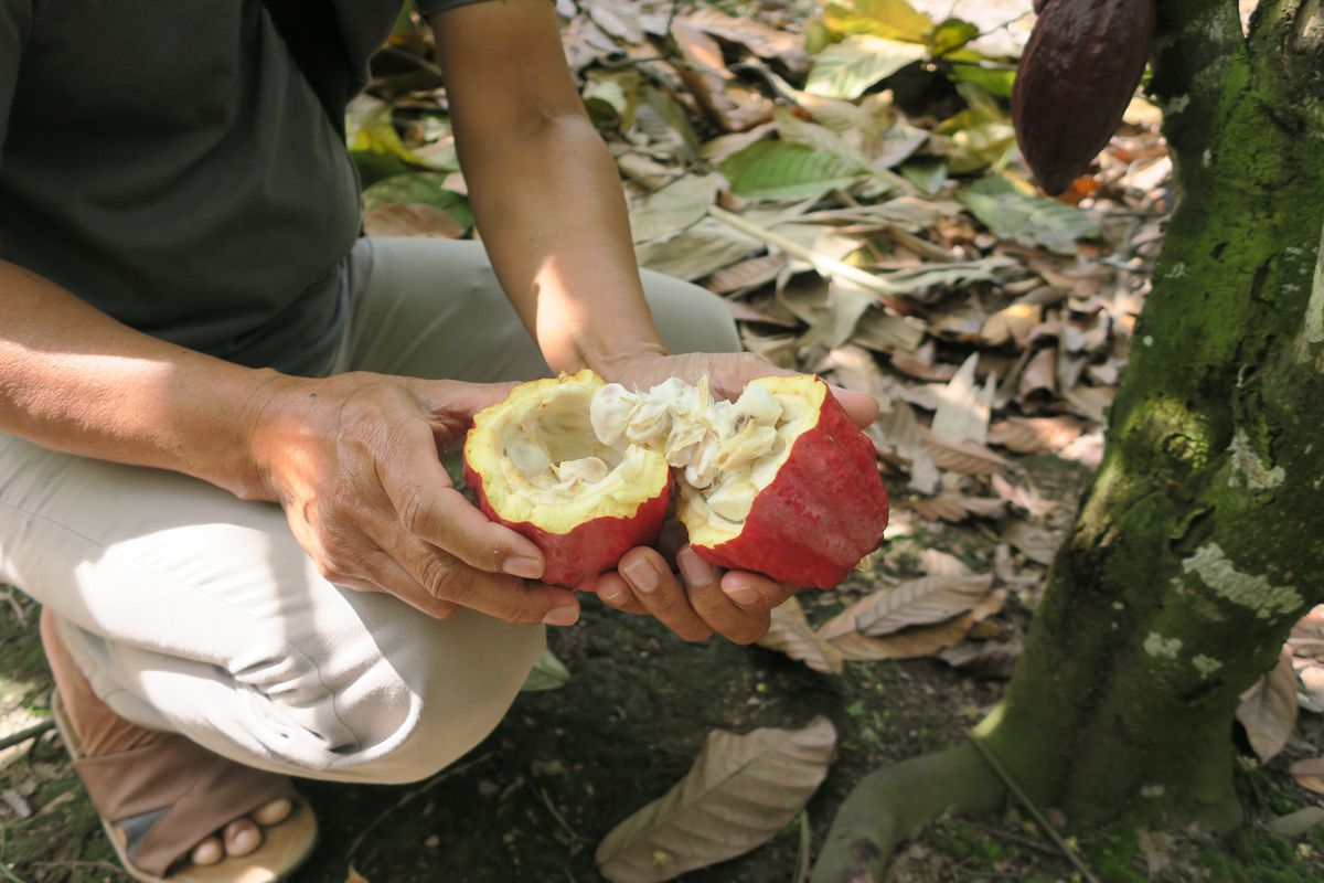 A man’s hands hold an opened cacao fruit with mushy, white seeds.