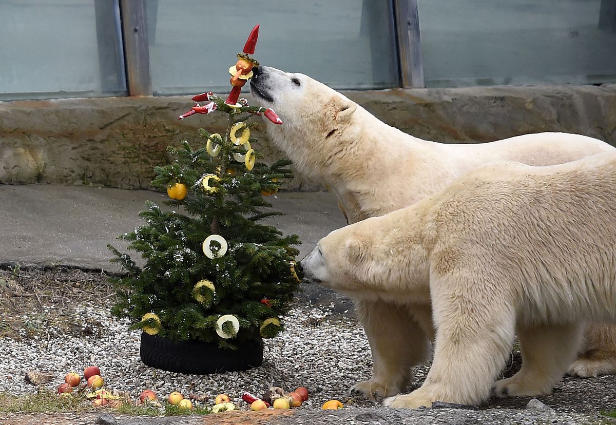 polar bear christmas tree