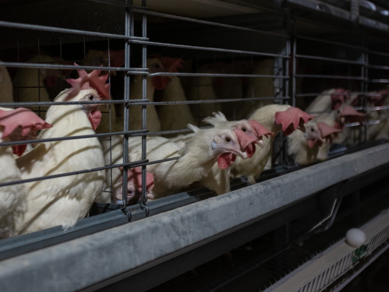 Hens are seen poking their heads out of the bars of battery cages.