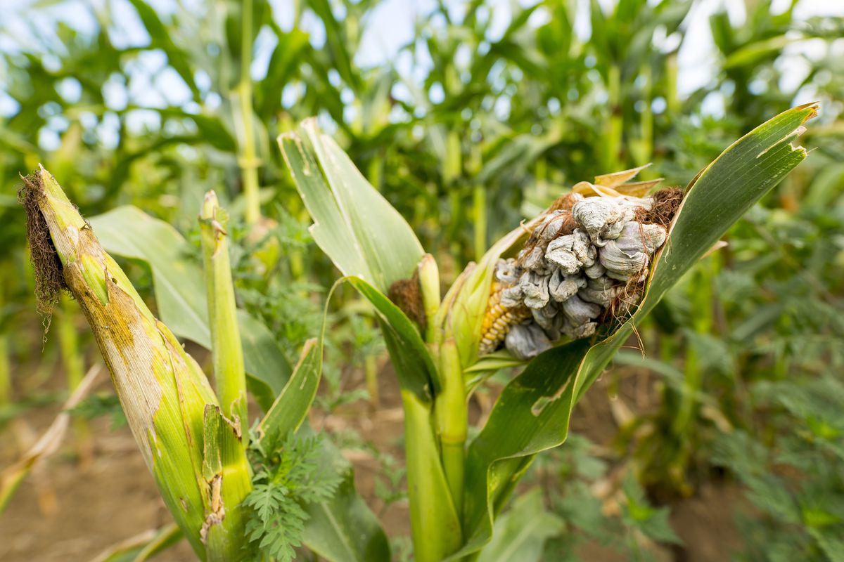 A view of a corn field, where a stalk of corn has been opened to reveal the enlarged blue kernels that signify the presence of huitlacoche.