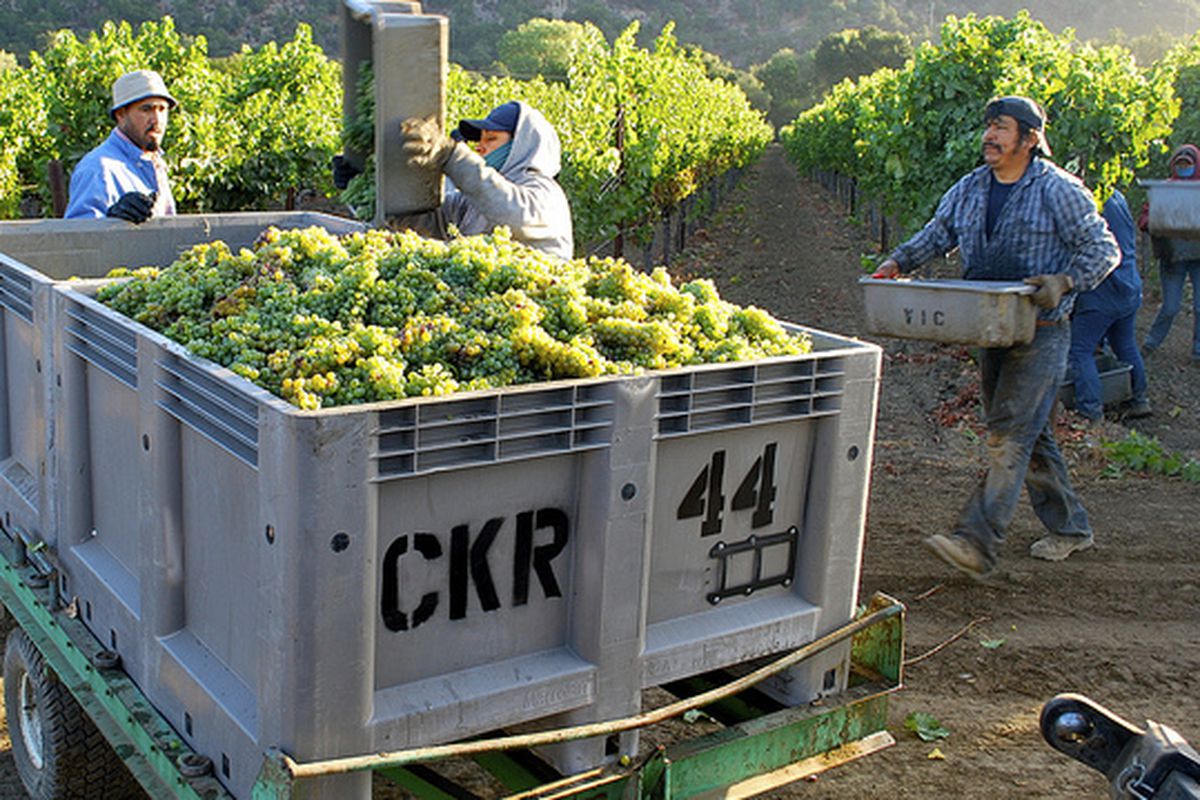 Harvesting grapes in Napa. 
