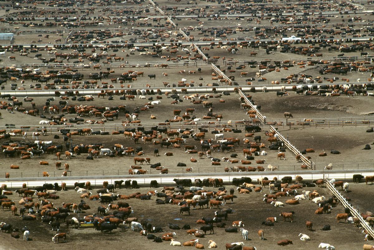 A birds-eye view of a large cattle feedlot with thousands of cows dispersed between several holding pens.