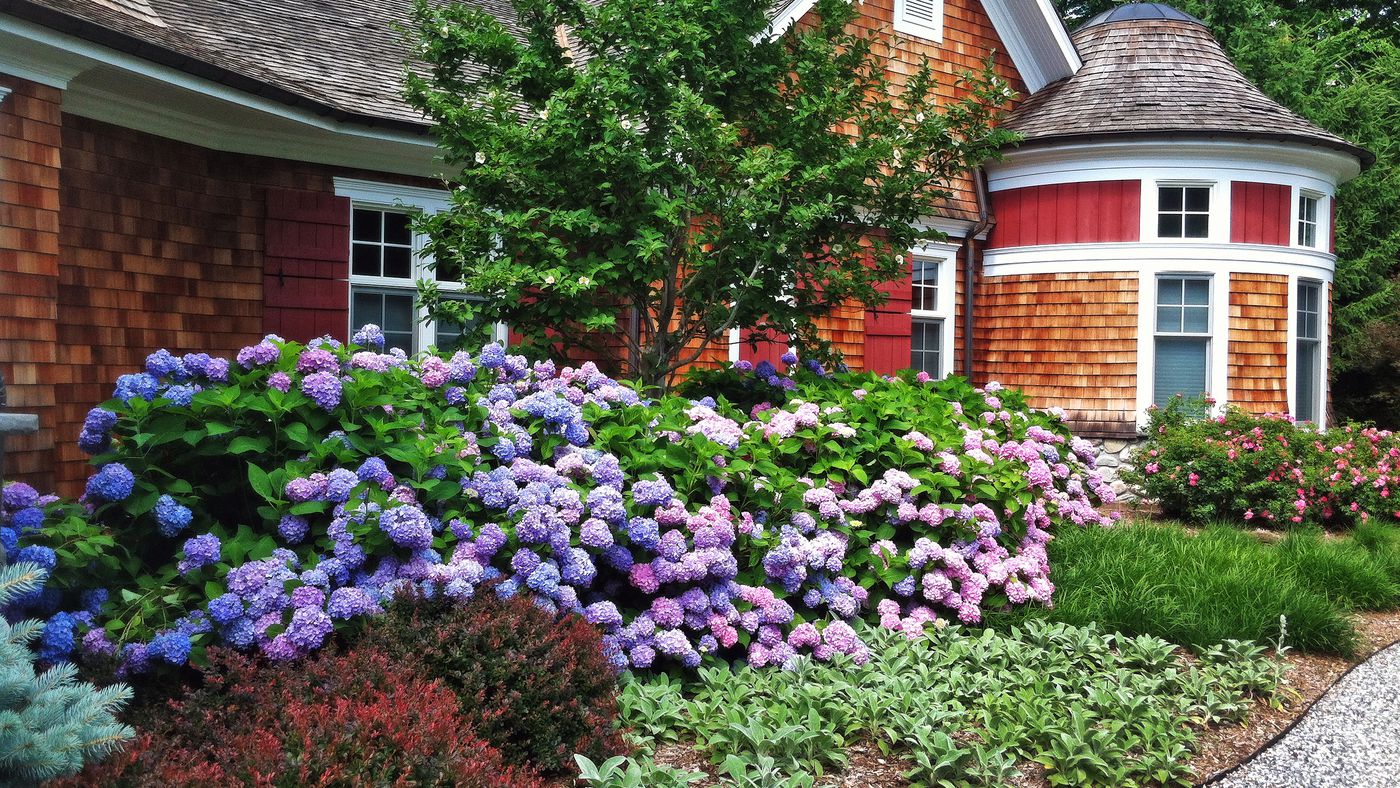  Low Maintenance Shrubs This Old House - Best Outdoor Plants For Landscaping