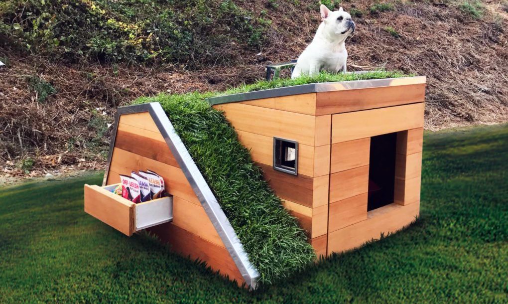 Dog sitting atop dog house 