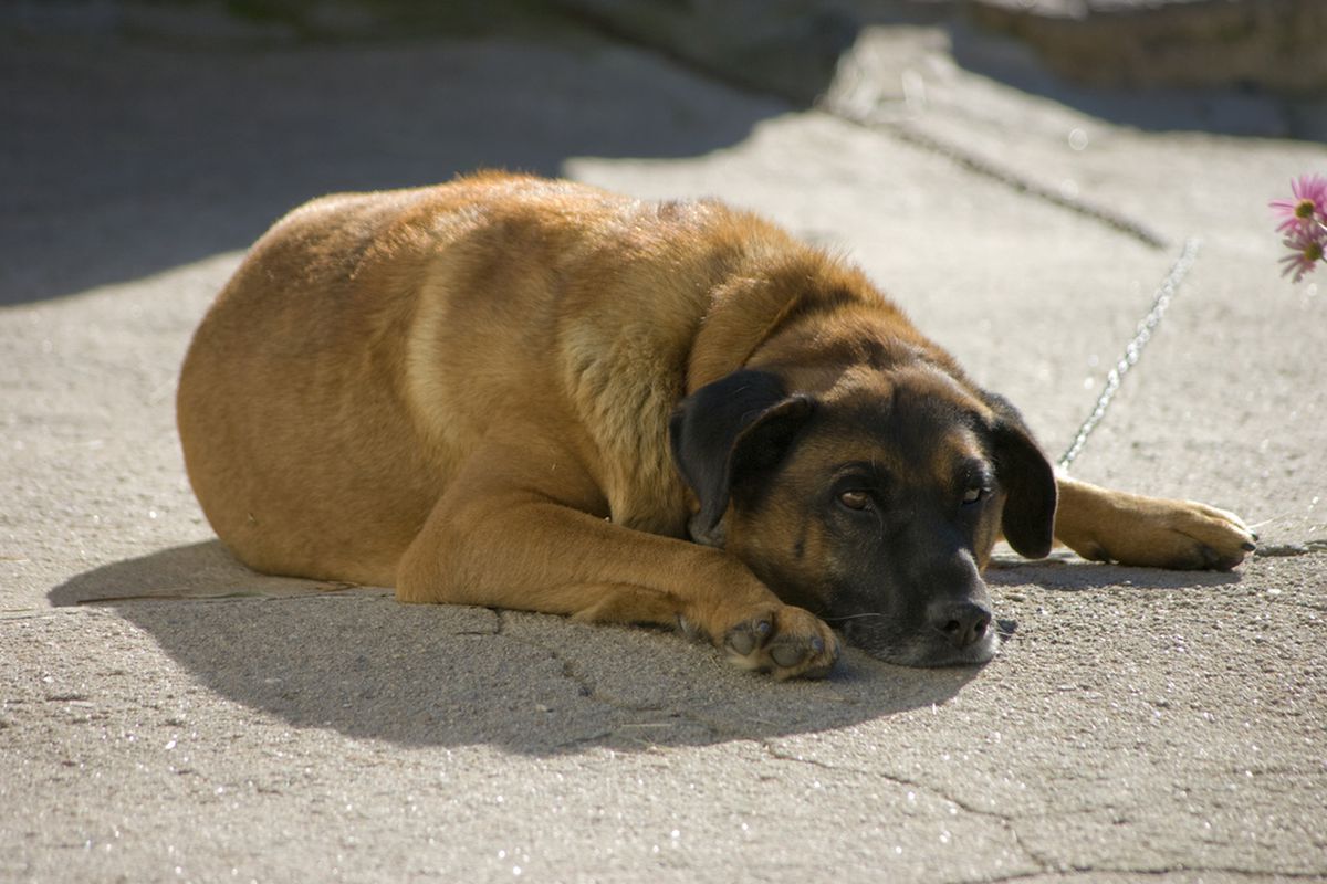 sad dog (flickr)