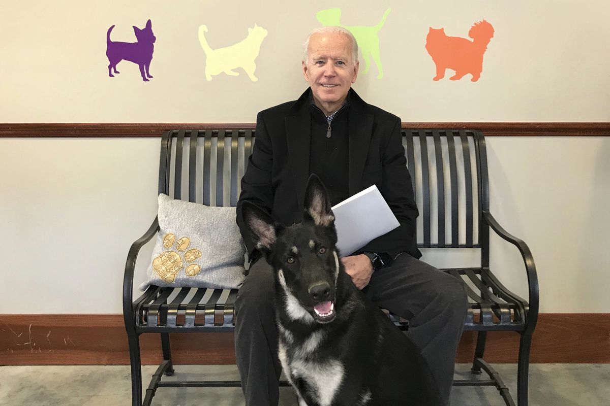 In addition to German shepherds Major (pictured) and Champ, Joe Biden and his wife Jill will be bringing a cat to their White House household as well.